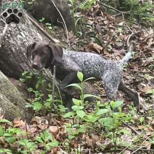 LADY GODIVA, German Shorthaired Pointer Puppy